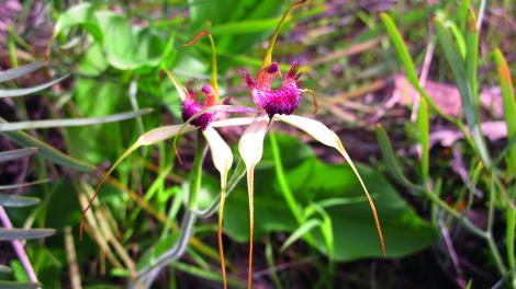 Colour photograph of flower surrounded by greenery 